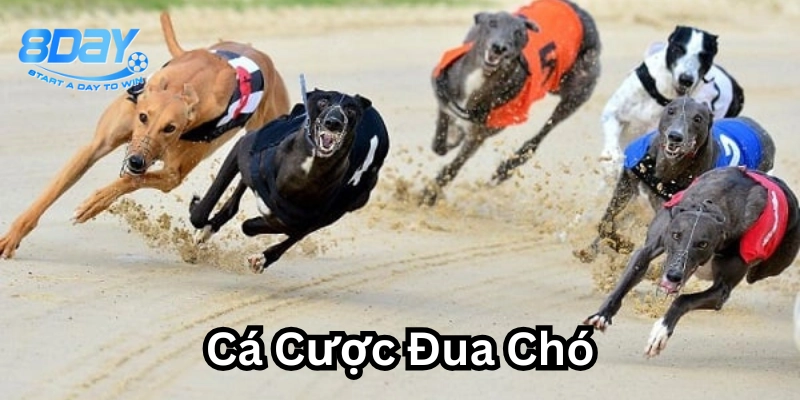 Mẹo soi kèo Cá Cược Đua Chó